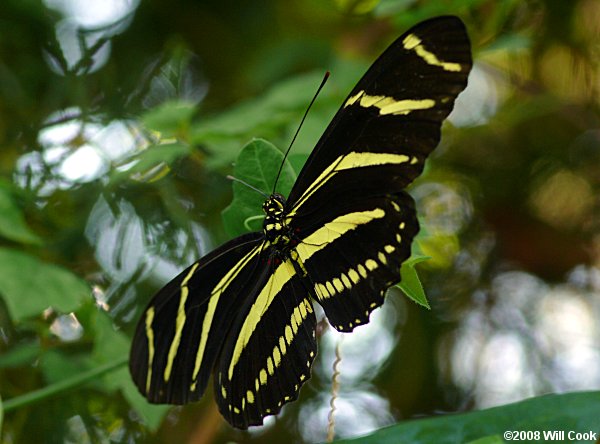 Zebra Heliconian (Heliconius charithonia)