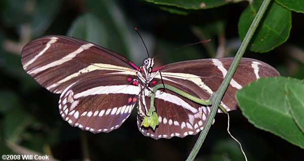 Zebra Heliconian (Heliconius charithonia)