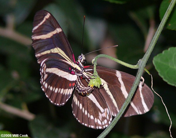 Zebra Heliconian (Heliconius charithonia)