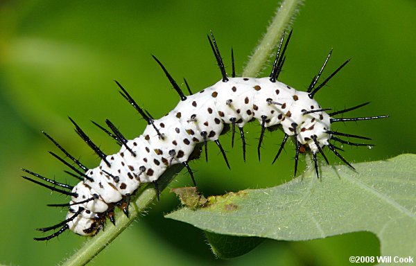 Zebra Heliconian (Heliconius charithonia)