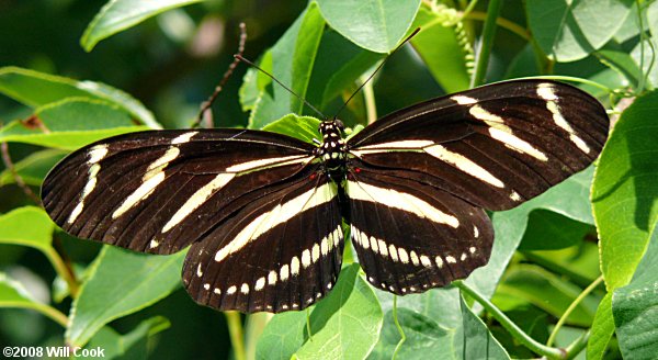 Zebra Heliconian (Heliconius charithonia)