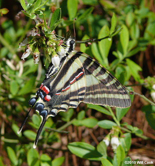 Zebra Swallowtail (Eurytides marcellus)