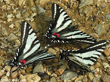 Zebra Swallowtail (Eurytides marcellus)