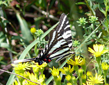 Zebra Swallowtail (Eurytides marcellus)