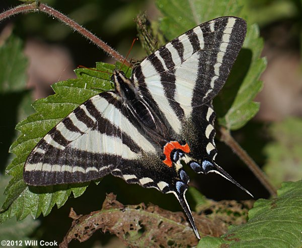 Zebra Swallowtail (Eurytides marcellus)