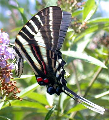 Zebra Swallowtail (Eurytides marcellus)