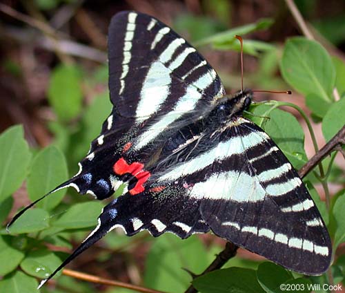 http://www.carolinanature.com/butterflies/zebraswt4435.jpg