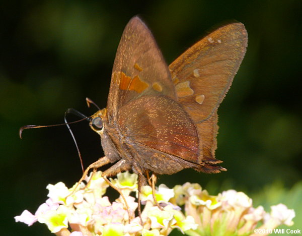 Zestos Skipper (Epargyreus zestos)