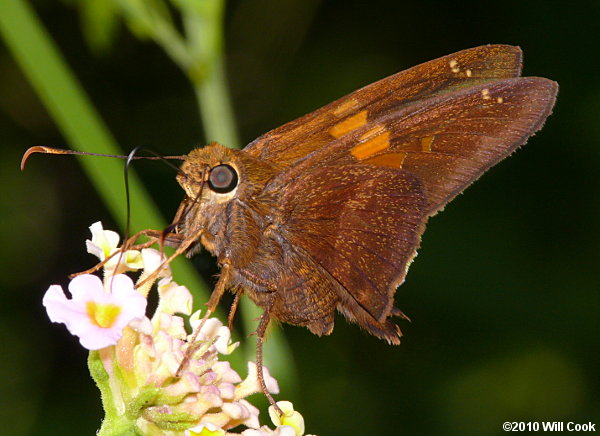 Zestos Skipper (Epargyreus zestos)