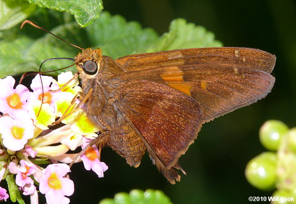 Zestos Skipper (Epargyreus zestos)