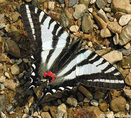 Zebra Swallowtail (Eurytides marcellus)
