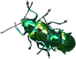 Dogbane Beetles