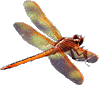 Golden-winged Skimmer