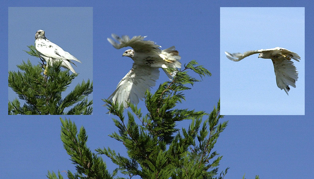 Near Albino Red-tailed Hawk