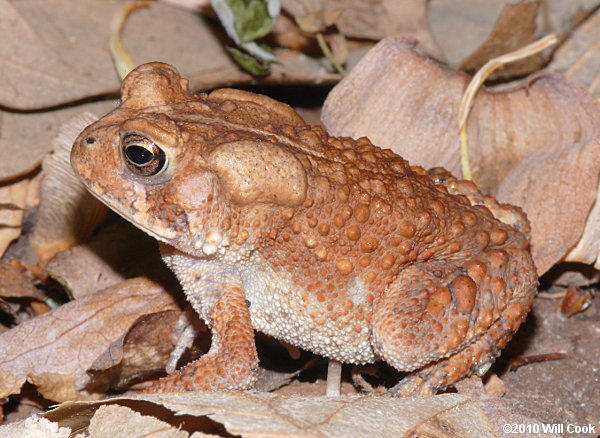 American Toad (Bufo americanus)