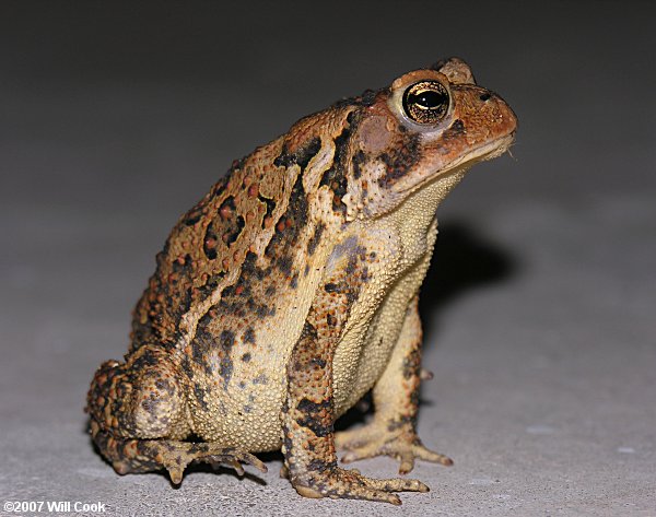 American Toad (Bufo americanus)