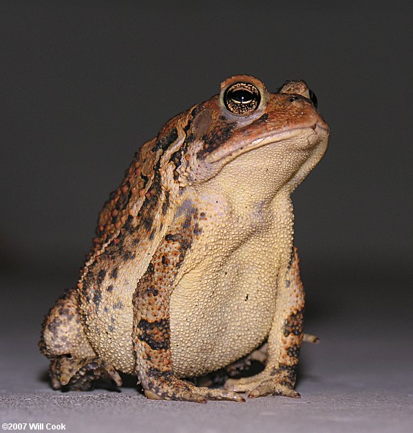 American Toad (Bufo americanus)