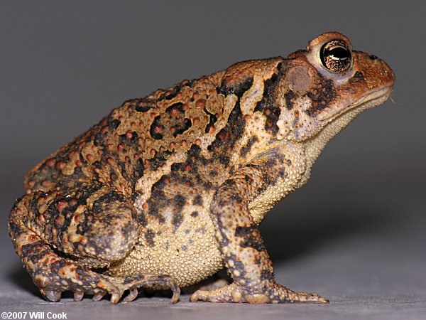 American Toad (Bufo americanus)