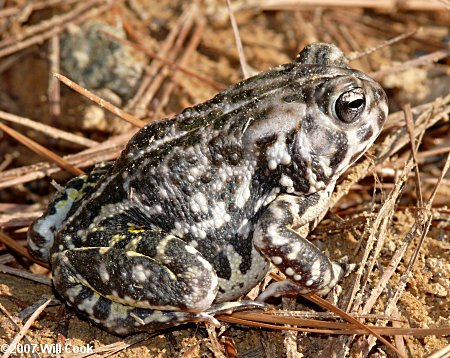 American Toad (Bufo americanus)