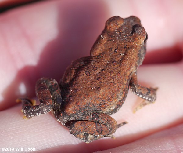 American Toad (Bufo americanus)