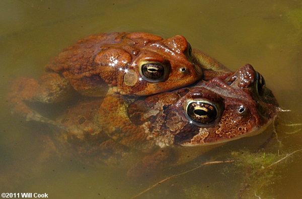 American Toad (Bufo americanus)