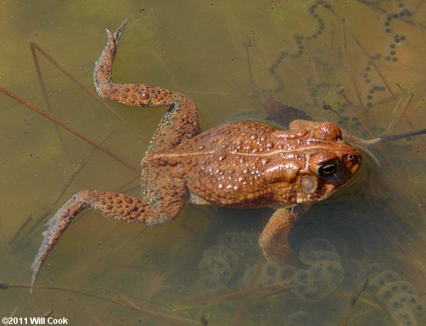 American Toad (Bufo americanus)