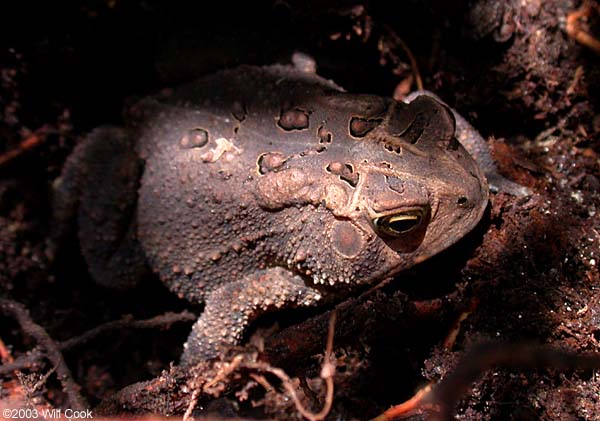 American Toad (Bufo americanus)