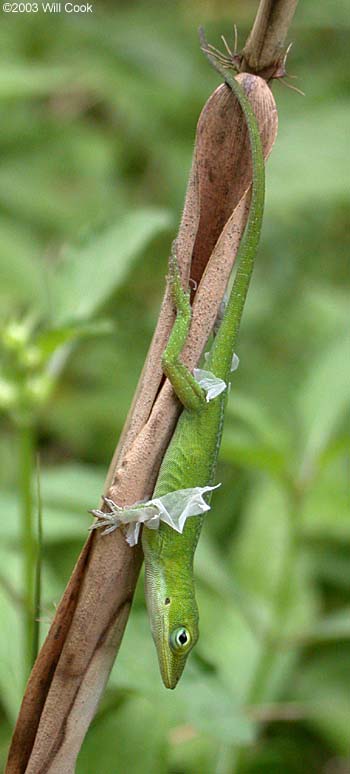Green Anole (Anolis carolinensis) shedding skin