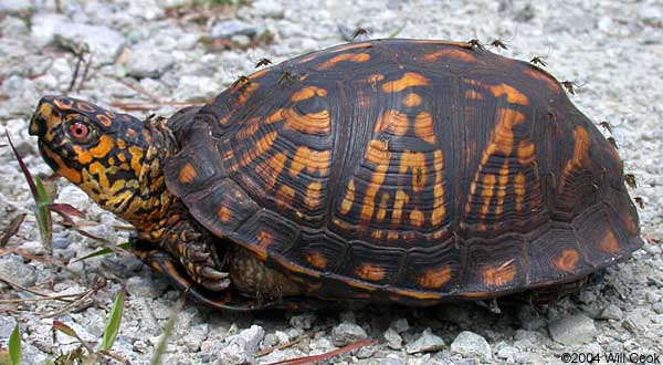 Eastern Box Turtle (Terrapene carolina carolina)