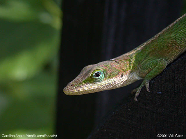 Green Anole (Anolis carolinensis)