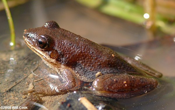 Upland Chorus Frog (Pseudacris feriarum)