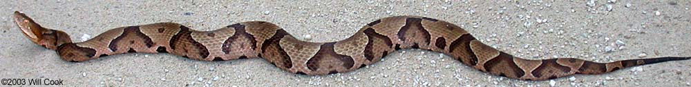 Copperhead (Agkistrodon contortrix)