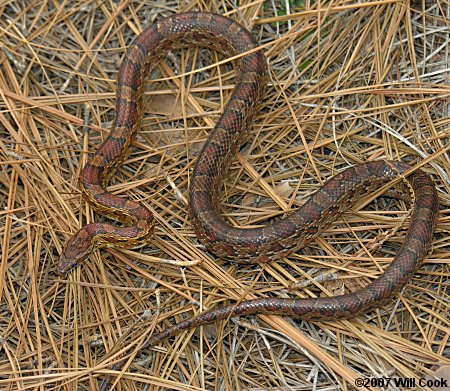 Corn Snake (Elaphe guttata)