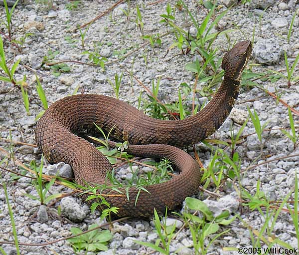 Cottonmouth Water Moccasin