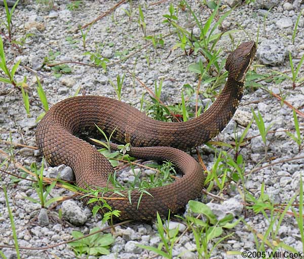 Cottonmouth (Agkistrodon piscivorus)