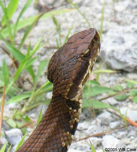 Cottonmouth (Agkistrodon piscivorus)