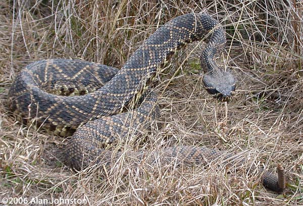 Eastern Diamondback Rattlesnake (Crotalus adamanteus)