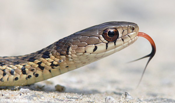 Garter Snake (Thamnophis sirtalis)