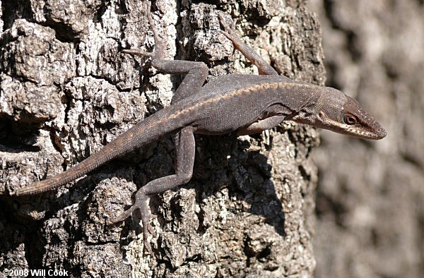 brown Green Anole (Anolis carolinensis)