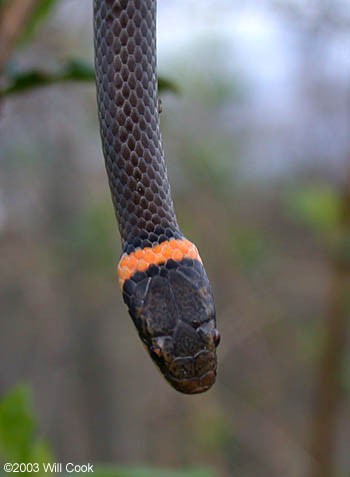 snake ring ringneck diadophis punctatus neck snakes small edwardsii found northern herps carolinanature