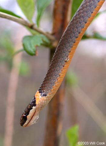 Northern Ring-neck Snake (Diadophis punctatus edwardsii)