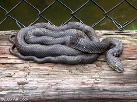 rat snake photos