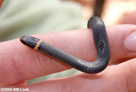 Ring-neck Snake (Diadophis punctatus)