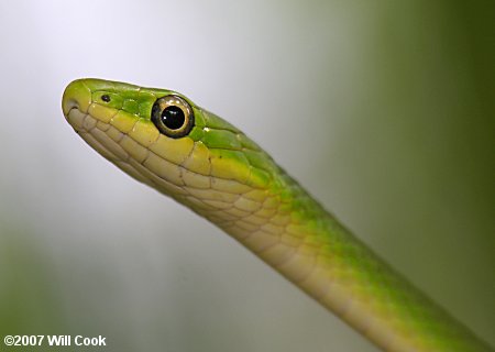 Rough Green Snake (Opheodrys aestivus)