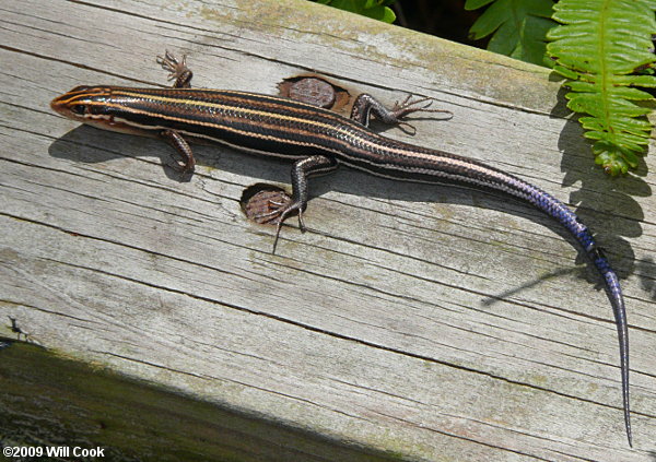 Southeastern Five-lined Skink (Eumceces inexpectatus)