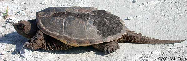 Snapping Turtle (Chelydra serpentina)