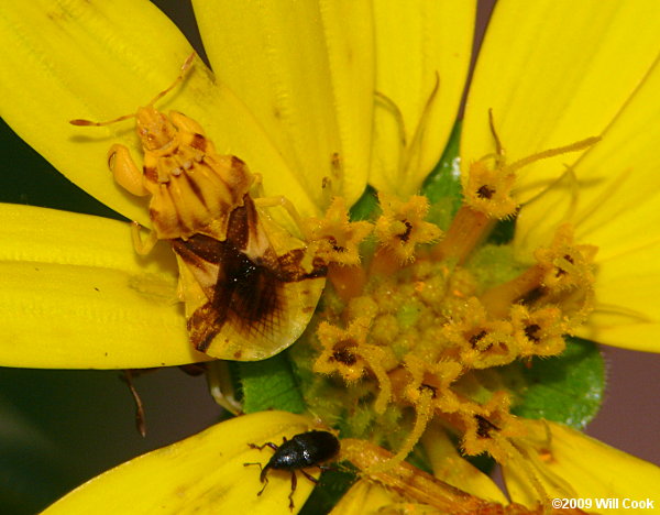 Ambush Bugs (Phymatinae)