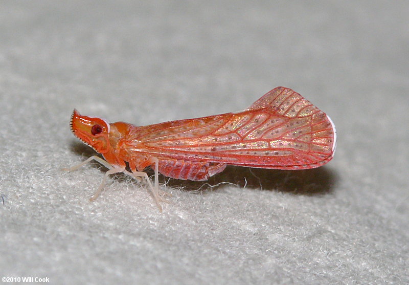 Otiocerus degeeri (Planthopper)