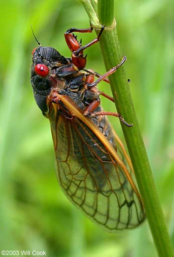 Periodical Cicada (Magicicada septendecim)