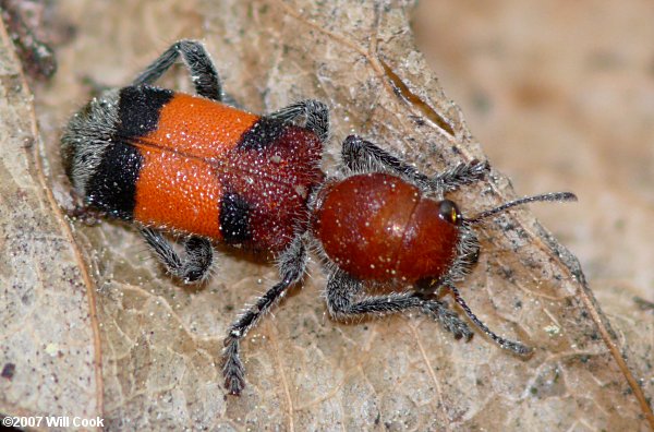 Orange-banded Checkered Beetle (Enoclerus ichneumoneus)